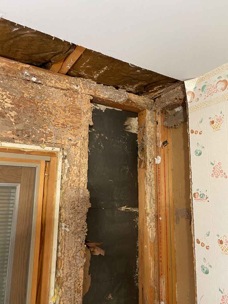 Close up view of termite damage in a wall